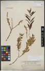 Foto von Salix triandra L. x Salix viminalis L.